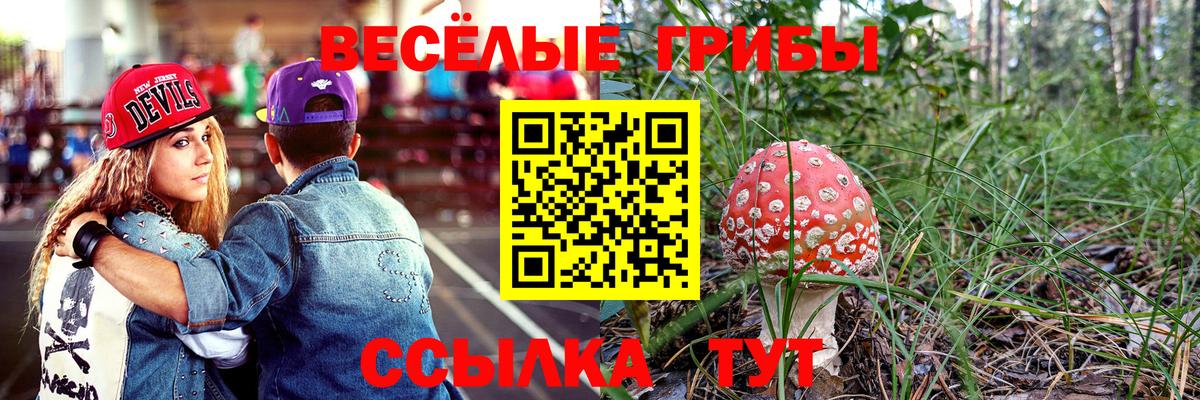 Галлюциногенные грибы GOLDEN TEACHER  Вход с VPN  Химки  цена   Псилоцибиновые грибы MAGIC MUSHROOMS 